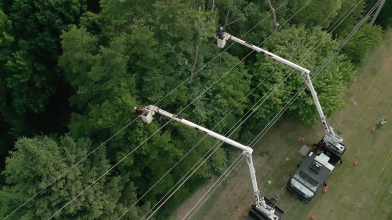 How Our Tree Care Process Works  in  San Felipe, TX